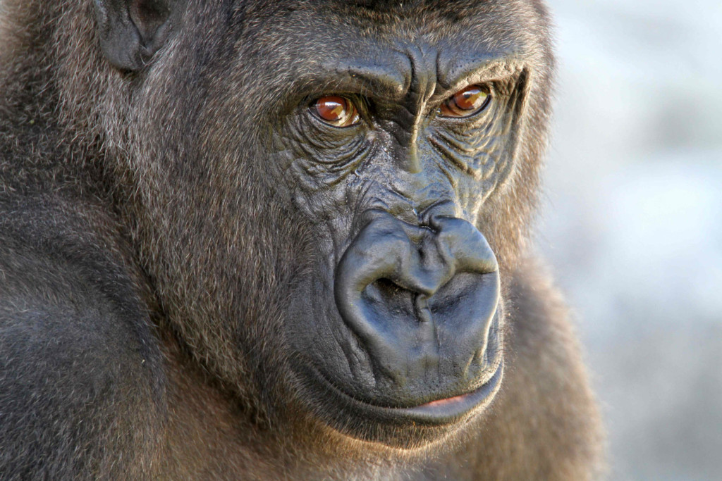 Orana Wildlife Park Mahali