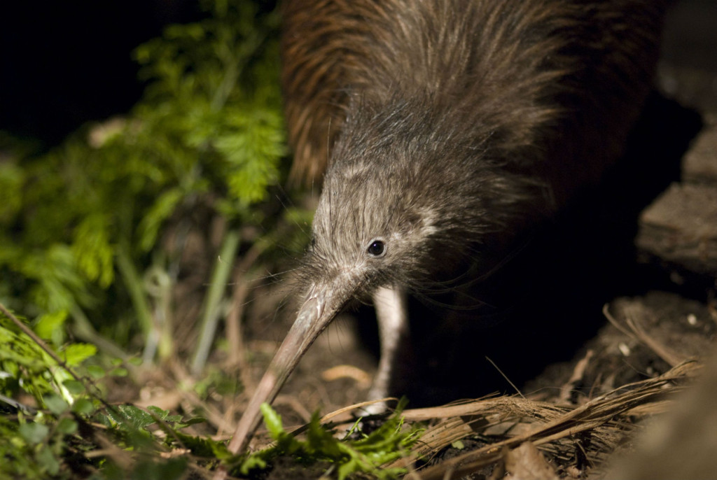 Orana Wildlife Park Kiwi